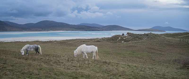 Horses at Losgaintir on the Isle of Harris